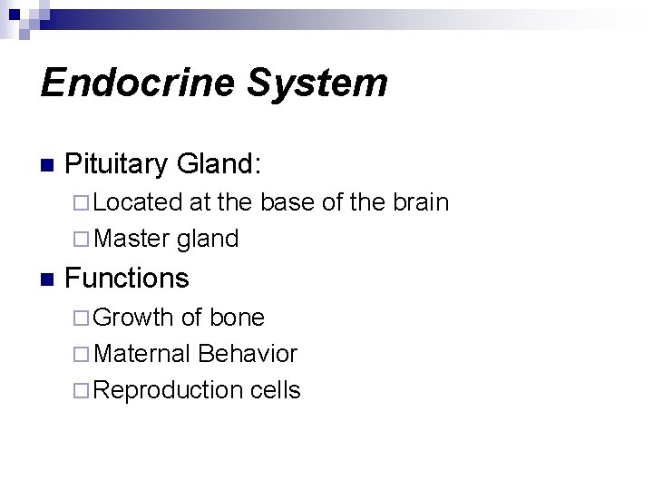 Endocrine System n Pituitary Gland: ¨ Located at the base of the brain ¨