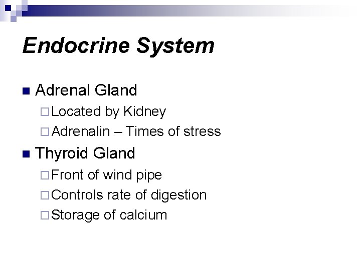 Endocrine System n Adrenal Gland ¨ Located by Kidney ¨ Adrenalin – Times of