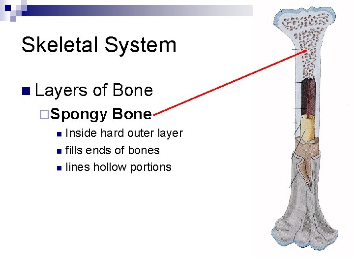 Skeletal System n Layers of Bone ¨Spongy Bone Inside hard outer layer n fills