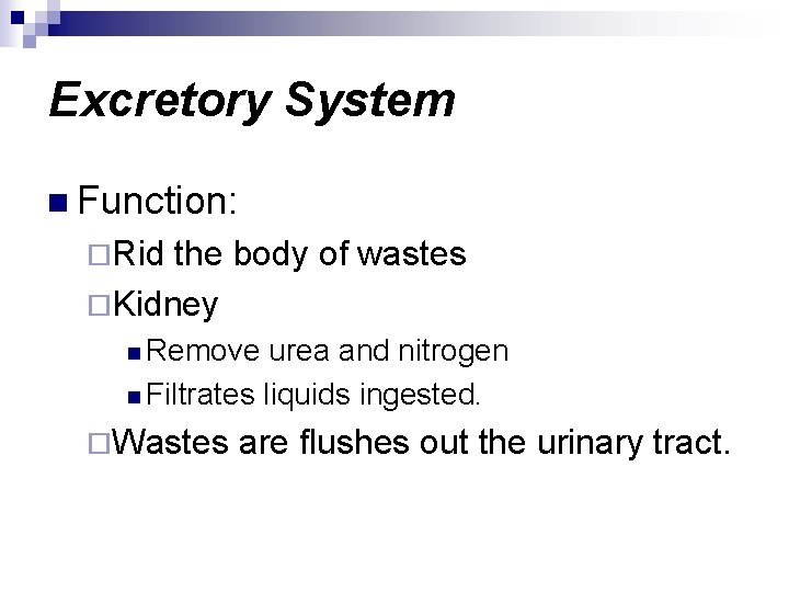 Excretory System n Function: ¨Rid the body of wastes ¨Kidney n Remove urea and