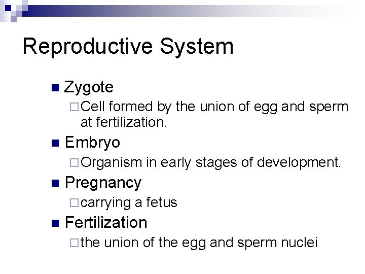 Reproductive System n Zygote ¨ Cell formed by the union of egg and sperm