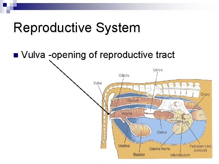 Reproductive System n Vulva -opening of reproductive tract 