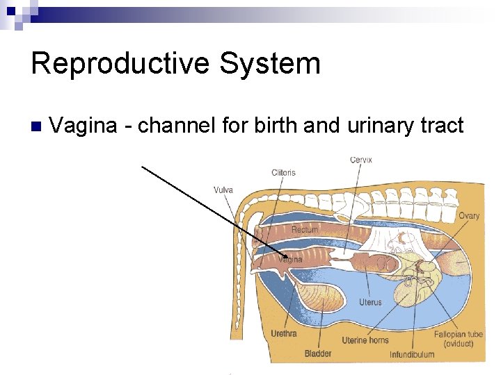Reproductive System n Vagina - channel for birth and urinary tract 