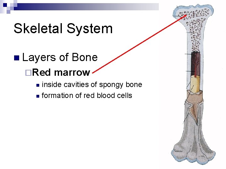 Skeletal System n Layers ¨Red of Bone marrow inside cavities of spongy bone n