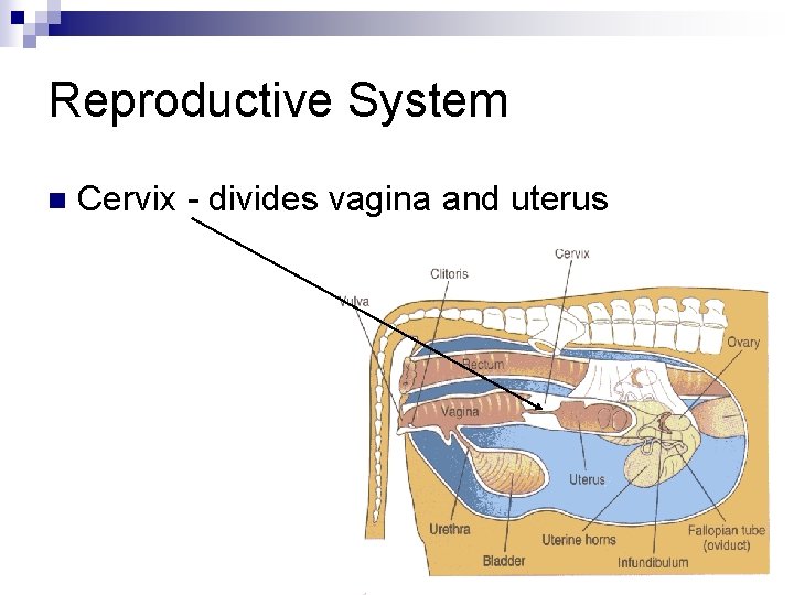 Reproductive System n Cervix - divides vagina and uterus 