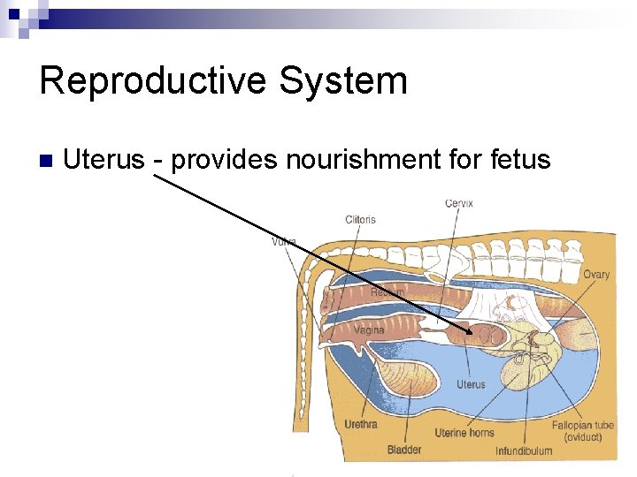 Reproductive System n Uterus - provides nourishment for fetus 