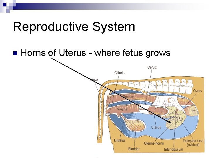Reproductive System n Horns of Uterus - where fetus grows 