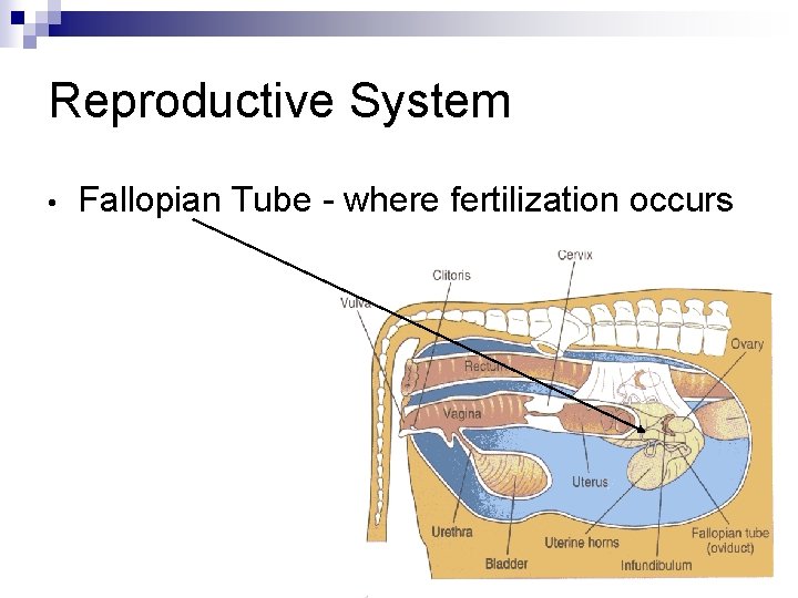Reproductive System • Fallopian Tube - where fertilization occurs 