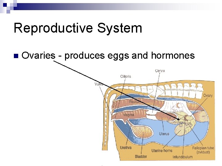 Reproductive System n Ovaries - produces eggs and hormones 