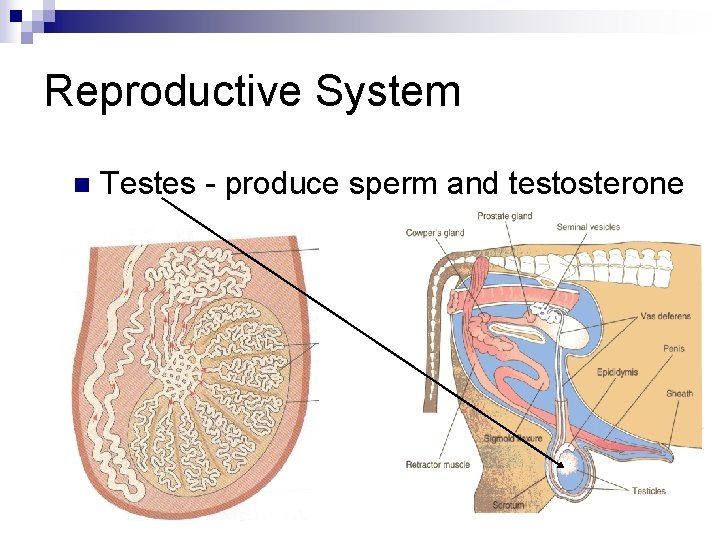 Reproductive System n Testes - produce sperm and testosterone 