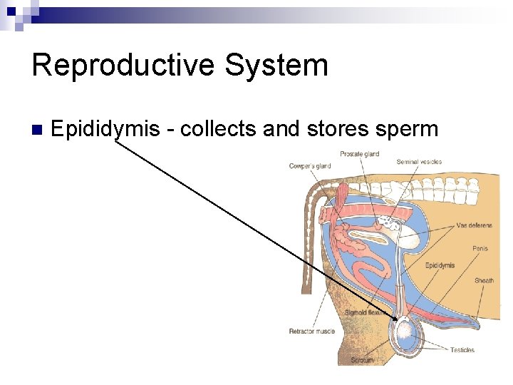 Reproductive System n Epididymis - collects and stores sperm 