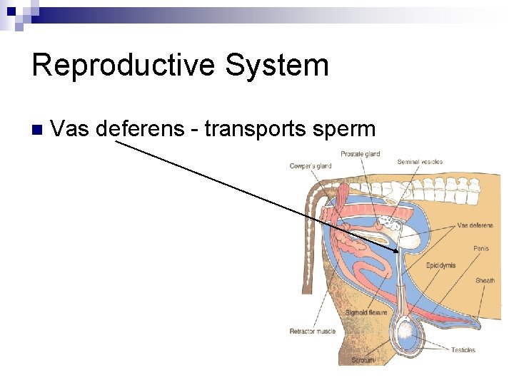 Reproductive System n Vas deferens - transports sperm 