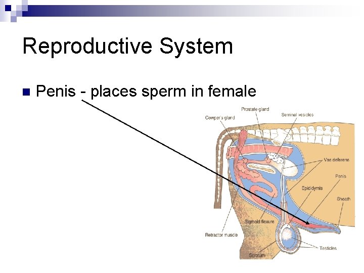 Reproductive System n Penis - places sperm in female 