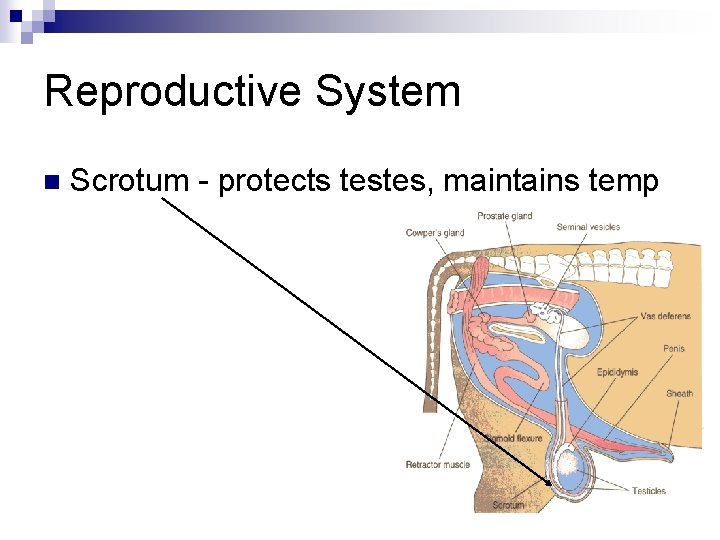 Reproductive System n Scrotum - protects testes, maintains temp 