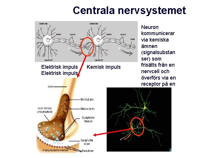 Centrala nervsystemet Elektrisk impuls Kemisk impuls Neuron kommunicerar via kemiska ämnen (signalsubstan ser) som