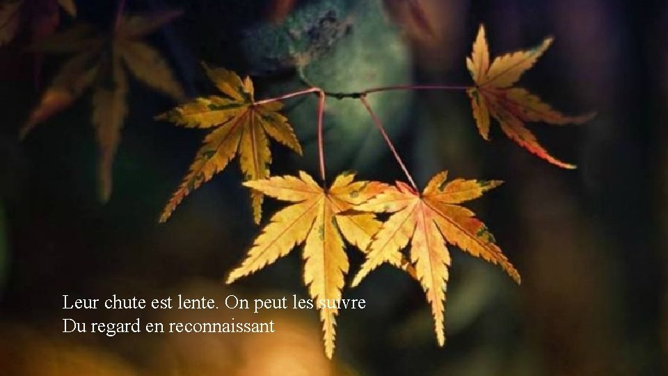 À travers la brume automnale Tombent les feuilles du jardin Leur chute est lente.