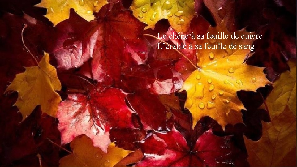 Le chêne à sa feuille de cuivre L’érable à sa feuille de sang Leur