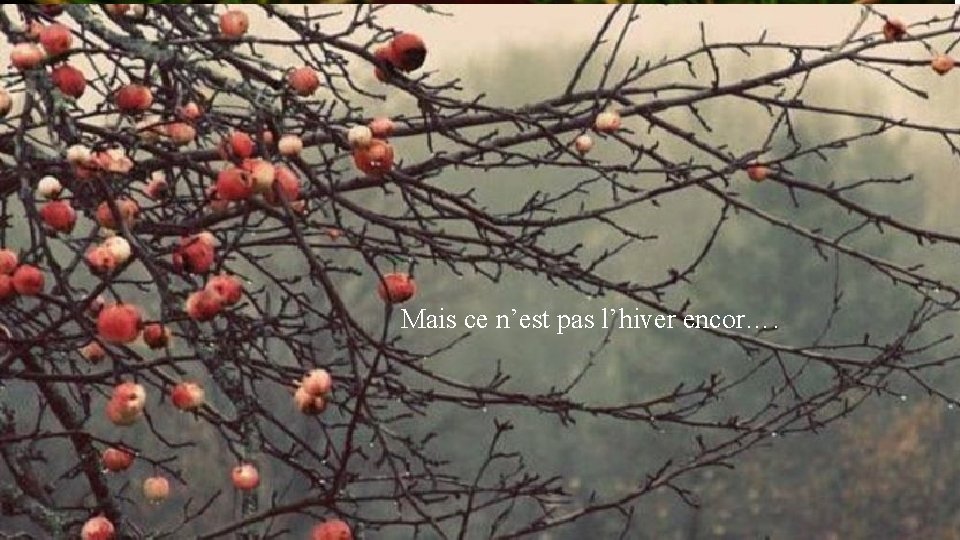 Mais ce n’est pas l’hiver encor…. Les dernières les plus rouillées, Tombent des branches