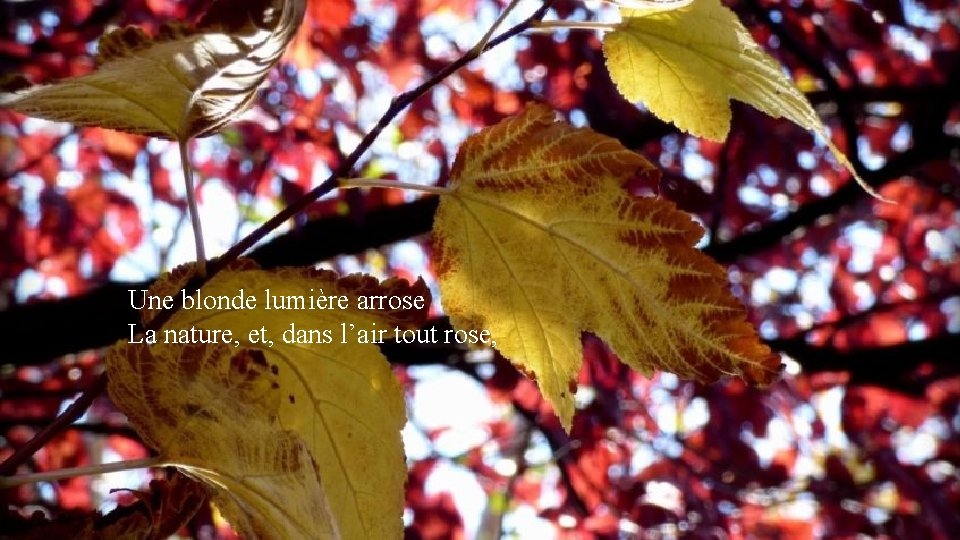 Une blonde lumière arrose Mais ce n’est pas l’hiver encor… La nature, et, dans