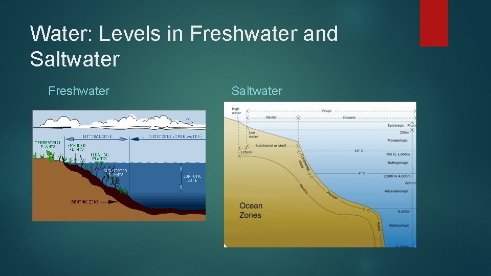 Water: Levels in Freshwater and Saltwater Freshwater Saltwater 