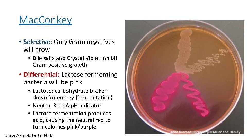 Mac. Conkey • Selective: Only Gram negatives will grow • Bile salts and Crystal