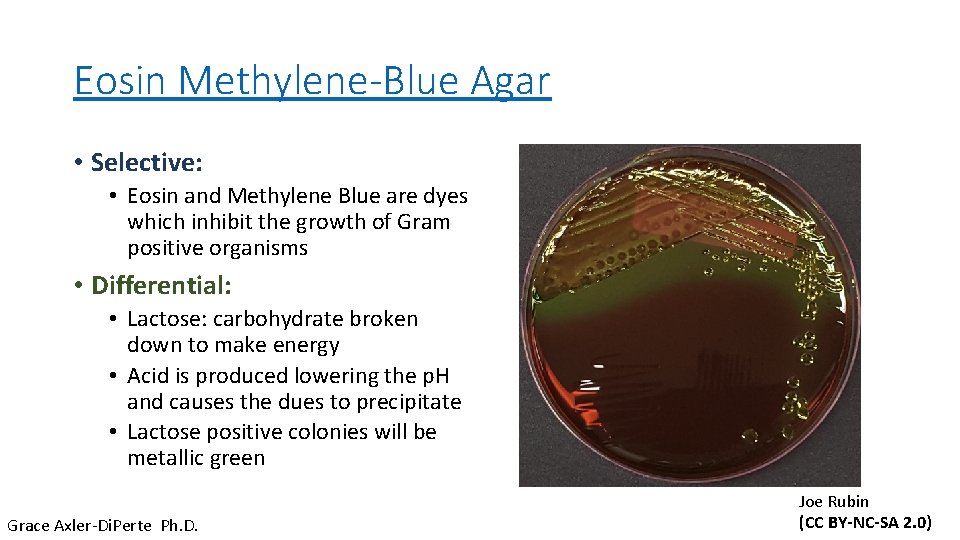 Eosin Methylene-Blue Agar • Selective: • Eosin and Methylene Blue are dyes which inhibit