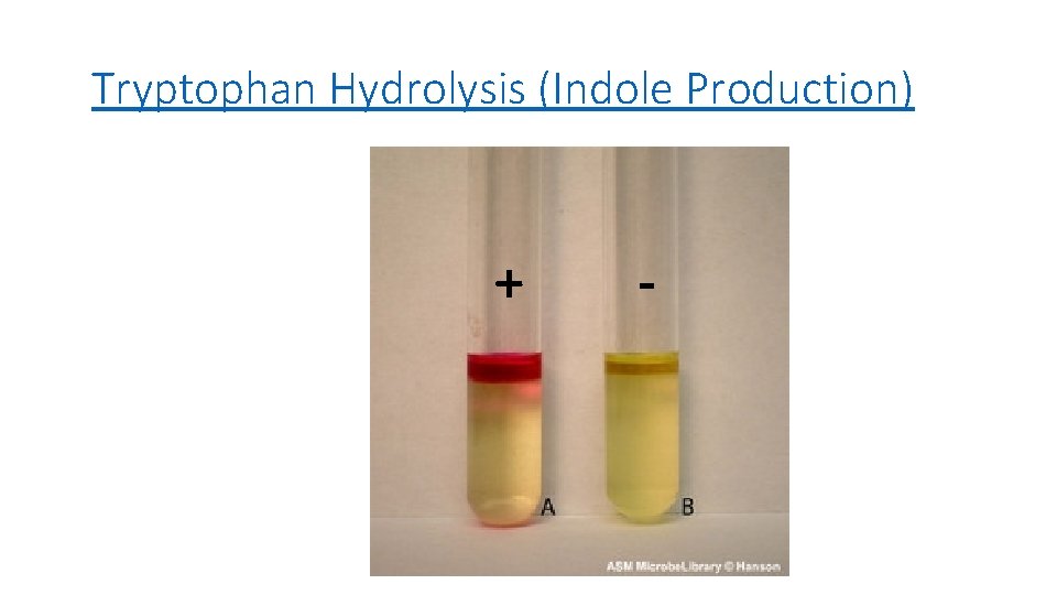 Tryptophan Hydrolysis (Indole Production) + - 