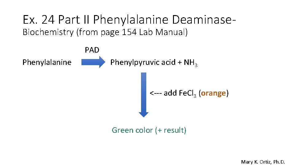 Ex. 24 Part II Phenylalanine Deaminase. Biochemistry (from page 154 Lab Manual) PAD Phenylalanine