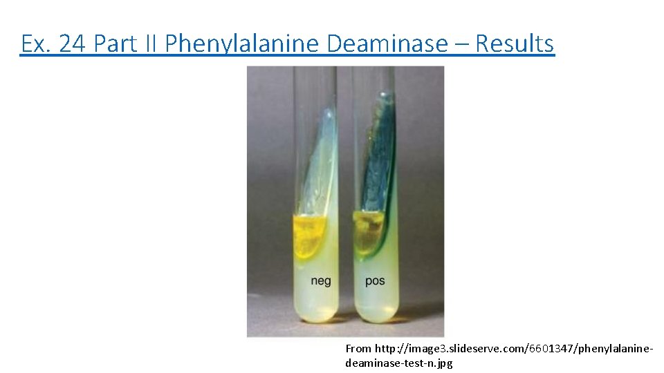 Ex. 24 Part II Phenylalanine Deaminase – Results From http: //image 3. slideserve. com/6601347/phenylalaninedeaminase-test-n.