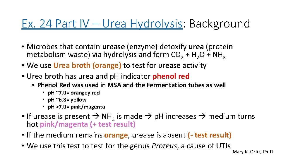 Ex. 24 Part IV – Urea Hydrolysis: Background • Microbes that contain urease (enzyme)
