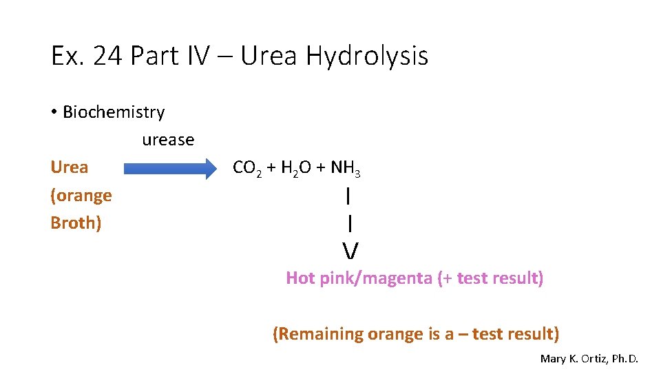 Ex. 24 Part IV – Urea Hydrolysis • Biochemistry urease Urea (orange Broth) CO