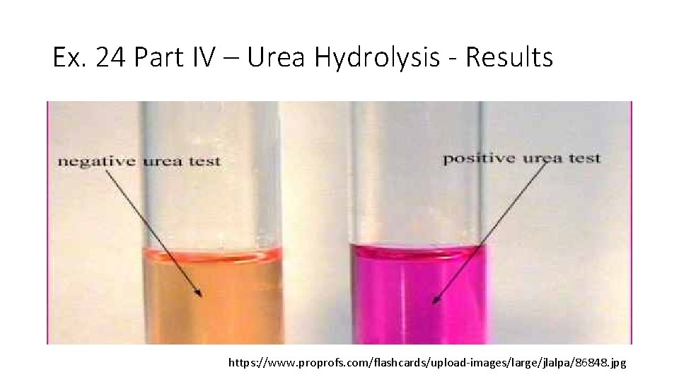 Ex. 24 Part IV – Urea Hydrolysis - Results https: //www. proprofs. com/flashcards/upload-images/large/jlalpa/86848. jpg