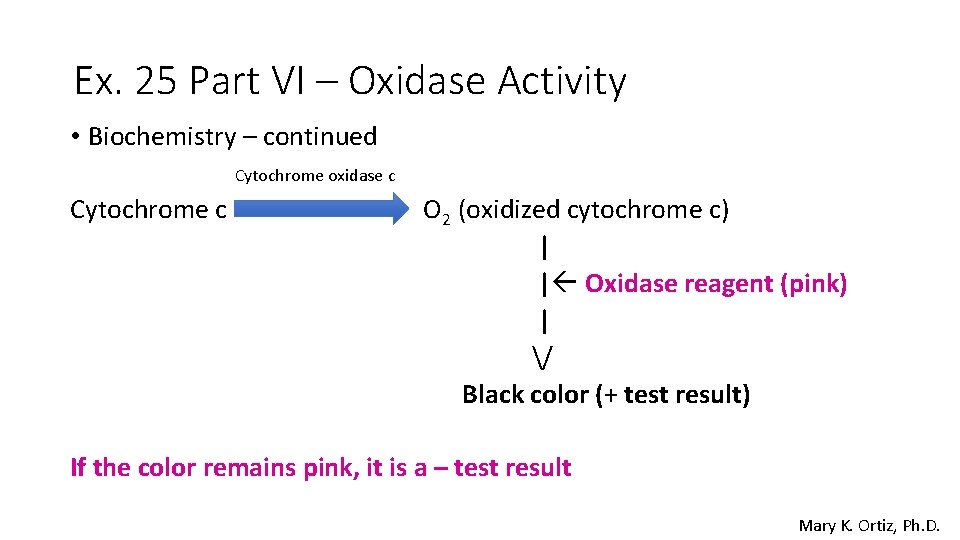 Ex. 25 Part VI – Oxidase Activity • Biochemistry – continued Cytochrome oxidase c