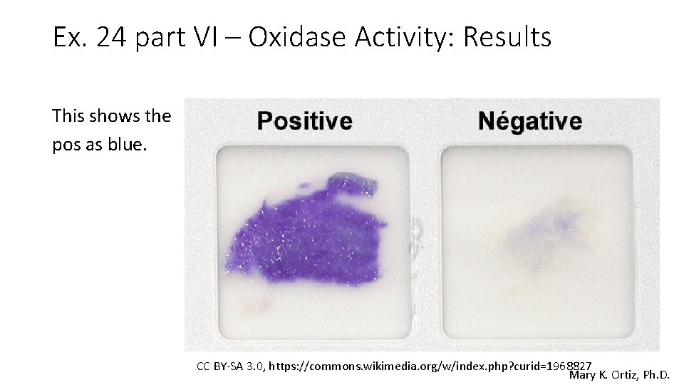 Ex. 24 part VI – Oxidase Activity: Results This shows the pos as blue.