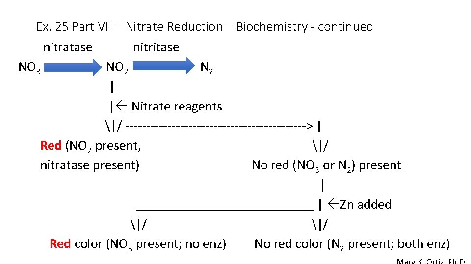 Ex. 25 Part VII – Nitrate Reduction – Biochemistry - continued nitratase NO 3