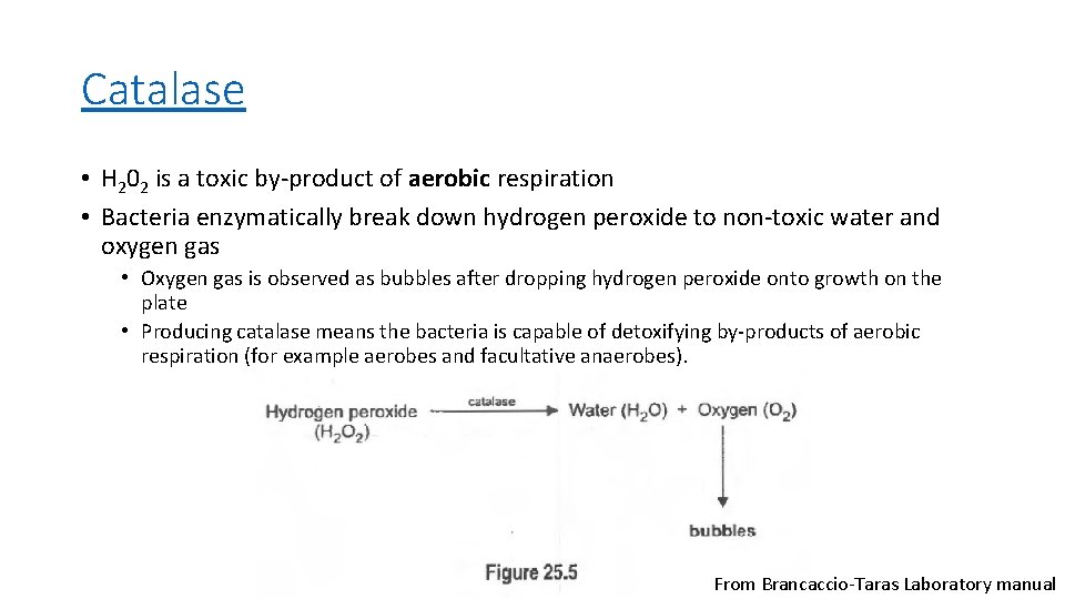 Catalase • H 202 is a toxic by-product of aerobic respiration • Bacteria enzymatically