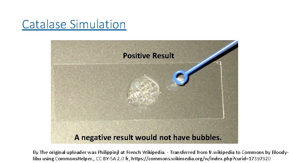 Catalase Simulation Positive Result A negative result would not have bubbles. By The original