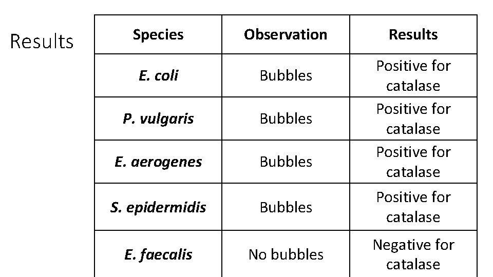 Results Species Observation E. coli Bubbles P. vulgaris Bubbles E. aerogenes Bubbles S. epidermidis