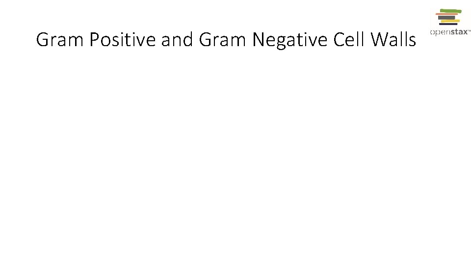 Gram Positive and Gram Negative Cell Walls 