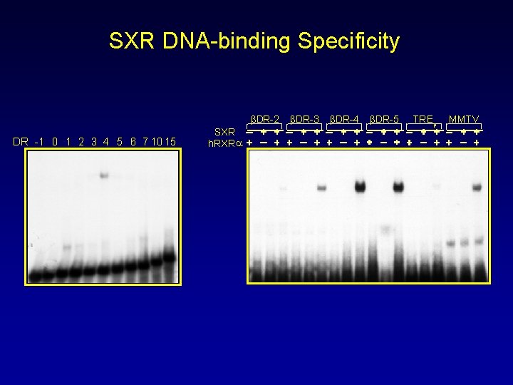 SXR DNA-binding Specificity βDR-2 DR -1 0 1 2 3 4 5 6 7