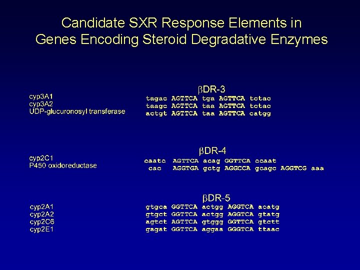 Candidate SXR Response Elements in Genes Encoding Steroid Degradative Enzymes 
