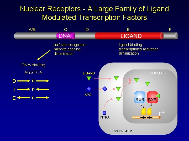 Nuclear Receptors - A Large Family of Ligand Modulated Transcription Factors half-site recognition half-site