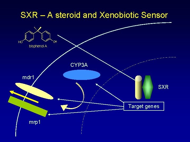 SXR – A steroid and Xenobiotic Sensor OH HO bisphenol A CYP 3 A