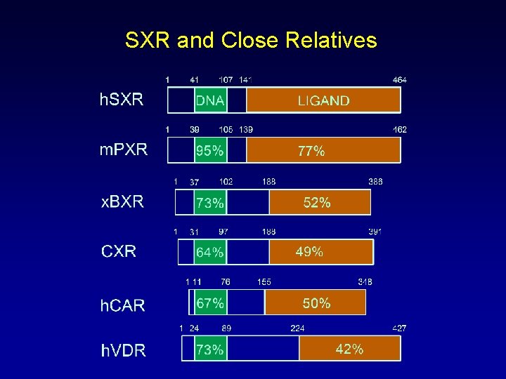 SXR and Close Relatives 
