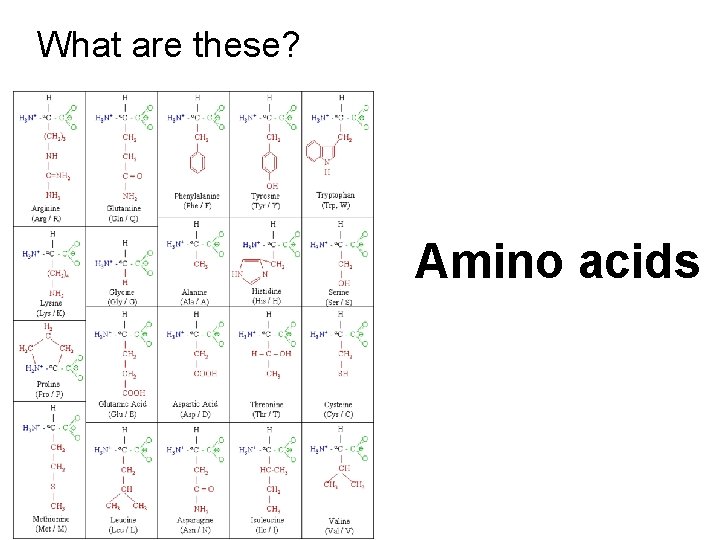 What are these? Amino acids 