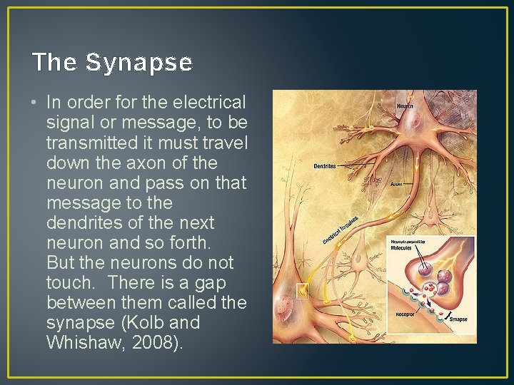 The Synapse • In order for the electrical signal or message, to be transmitted