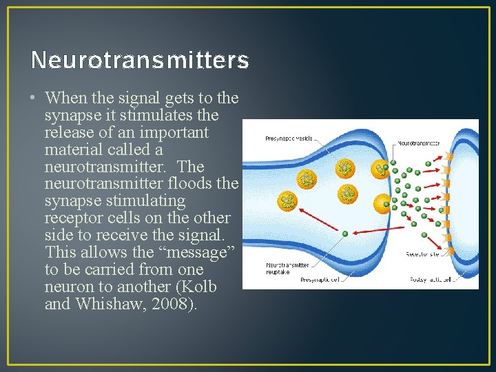 Neurotransmitters • When the signal gets to the synapse it stimulates the release of