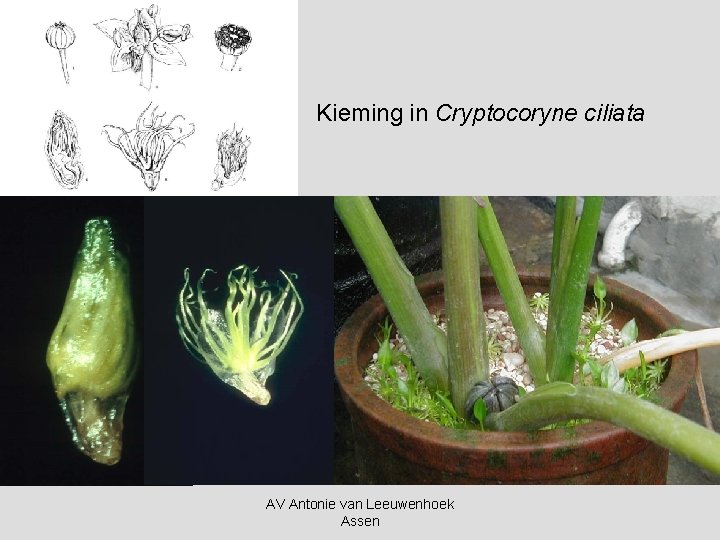 Kieming in Cryptocoryne ciliata AV Antonie van Leeuwenhoek Assen 