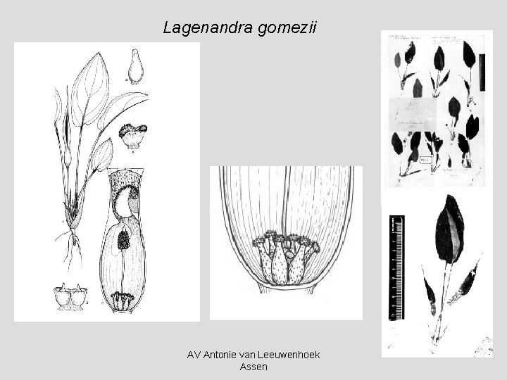 Lagenandra gomezii AV Antonie van Leeuwenhoek Assen 