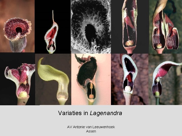 Variaties in Lagenandra AV Antonie van Leeuwenhoek Assen 
